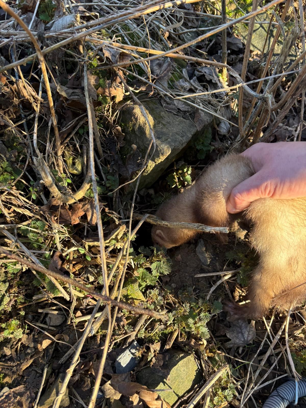 Rats et souris